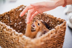 Funny cute little ginger abyssinian Kitten cat playing with woman's hand in wicker brown basket. Concept adorable pets cats.