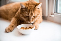 Striped orange cat eats a dry feed, lay on windowsill. well-fed red cat lies and rests