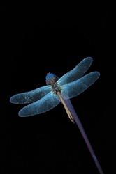 dragonfly close up in exposure to ultraviolet light, luminescence