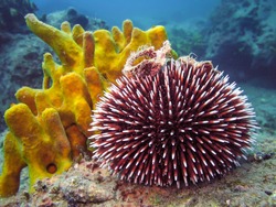 Underwater photo of Purple Sea Urchin in natural habitat the sea with yellow coral in background. Blue sea