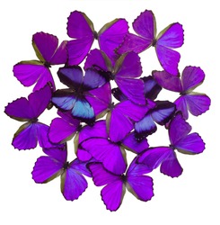 Purple butterflies isolated on white