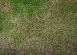 A bird's eye view of a deteriorated lawn with green patches, loose grass and weeds.
