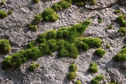 moss on a rock face