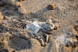 Dried up or mummified corpse of a cat on a beach, in the sand. Ribcage and part of the skull and teeth showing. Natural decomposing process accelerated by being in open air.