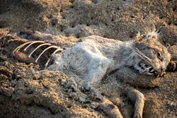 Dried up or mummified corpse of a cat on a beach, in the sand. Ribcage and part of the skull and teeth showing. Natural decomposing process accelerated by being in open air.