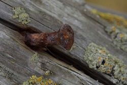 Closeup of rusted iron nail in lichen covered wood
