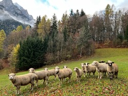 Domestic sheeps on the on meadows and pastures on the slopes of the alpine mountains above the Taminatal river valley and in the massif of the Swiss Alps, Vättis - Canton of St. Gallen, Switzerland