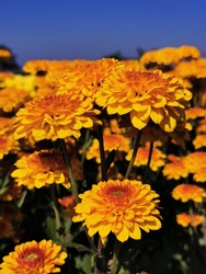 Beautiful  yellow​ or​ orange​ flowers, floral and natural backgrounds