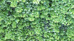 Hedera helix ivy plant in the garden