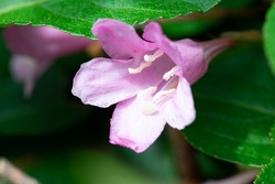 Strobilanthes is a genus of about 350 species[2] of flowering plants in the family Acanthaceae, mostly native to tropical Asia and Madagascar.