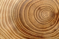 Wooden background. Macro wood cross section.