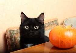 A black cat and a little pumpkin. Happy Halloween!