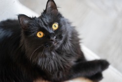 Beautiful elegant black cat lies on a chair and looks up at the owner. 