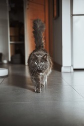 Grey cat walks slowly towards the camera. Pet stands indoor. Isolated male kitty with green eyes looks into the camera.