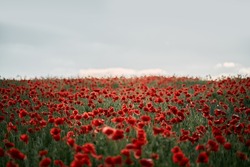 Beautiful summer day over the red poppy flower field. Countryside field with wild flowers and herbs.