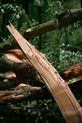 Closeup of a fallen tree in the forest with a cracked tree trunk after a heavy storm in Europe