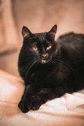 beautiful black female cat. relaxed portrait of domestic pet