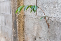 Plant growing on concrete wall. They generally grow on cracks and holes in buildings because water gets collected in it, keeping moisture intact for the roots than a newly painted wall.