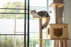 Cute Persian cat waiting her owner on a wooden cat tree in modern house. A cat tree is an artificial structure for a cat to play.
