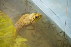 A golden big toad living in fish hatchery. Toads are amphibians. They differ from most frogs because they have dry skin, warts, crests behind the eyes, and parotoid glands.
