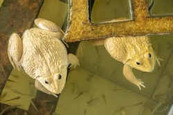 Two golden big toad living in fish hatchery. Toads are amphibians. They differ from most frogs because they have dry skin, warts, crests behind the eyes, and parotoid glands.
