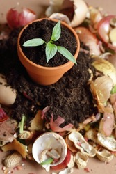Organic waste, heap of bio compost with decomposed organic matter and plant seedling in a flower pot on top , closeup, zero waste, eco friendly, waste recycling concept
