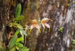 Pair of small wild white orchids with beautiful yellow bright bumps and violet spots. Exotic non-cultivated tropical flower of Colombia. Masdevallia amanda specimen in Arvi park (Antioquia)