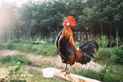 Rooster crowing in the morning with sunrise.