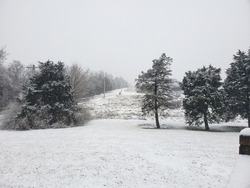 A line of oak trees beside a two lane road backed up to the forest in a rural, residential neighborhood backyard covered in a dusting of snow in the winter time, in southeastern Missouri
