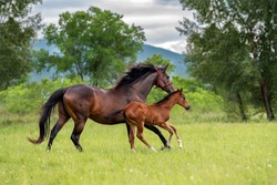 A bay mare of a thoroughbred horse breed runs at a gallop with her little red foal on a green pasture on a farm in summer, against a background of green trees.