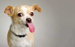 Little Chihuahua Sticks Out Pink Tongue With Space for Text