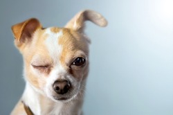Winking Chihuahua on Blue Background