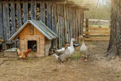 Gray geese and chicken on the background of the rural courtyard
