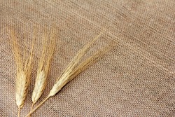 ears of natural dried wheat with grains