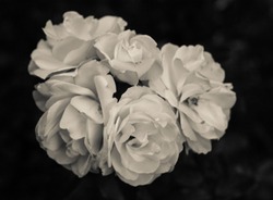 White Blooming Roses On Black Background