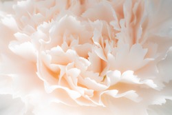 Carnation flower macro photo that shows a soft and delicate flower in a touch of light coral pink color.
