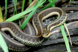 Eastern Garter Snake on Log