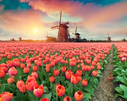 Dramatic spring scene on the tulip farm. Colorful sunset in Netherlands, Europe.