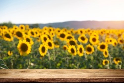 sunflower seeds in sack. Sunflower seeds in burlap bag on wooden table with field of sunflower on the background. Sunflower field with blue sky. Photo with copy space area for a text
