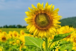 Shiny yellow sunflower in the abundance plantation field against blue bright vibrance sky background on sunny day in summer