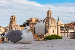 A close up focus of a seagull bird with scenic view from Victor Emmanuel II monument at Piazza Venezia on the city Rome, Lazio, Italy, Europe. Cityscape looking at Santa Maria di Loreto church