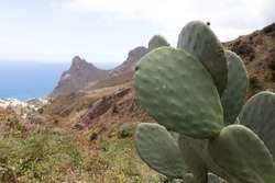 Focused close up view on cactus plant. Blurred view on Roque de las Animas crag  in the Anaga mountain range, north coast of Tenerife, Canary Islands, Spain, Europe. Hiking trail from Afur to Taganana