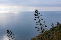 Wild agave flower with panoramic view on the Amalfi Coast from the Path of the Gods (Sentiero Degli Dei) in Campania, Italy, Europe. Hiking trail from Praiano to Amalfi. Province of Salerno. Sea view