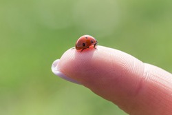 Close-up of a ladybug on a girl's finger