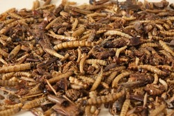 selective focus on cockroach, dried insects for pet feeding, mealworm, grasshopper. tacrankas, a mix of insects on a beige background, insectivorous animals need protein