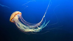 Yellow and orange Jellyfish dansing in the dark blue ocean water. 