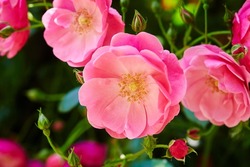  pink flowers in the garden