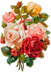 A vintage rose bouquet illustration (circa 1881)
