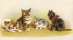 Four Kittens - a vintage (c.1890) illustration.