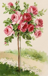 Flowering rose bush - a 1909 vintage illustration